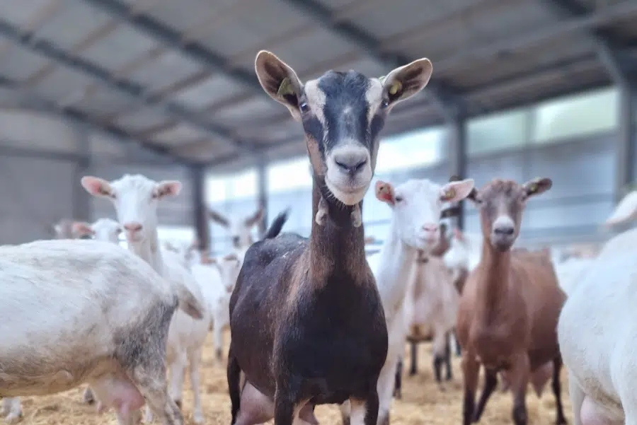 deherkauwerspraktijk-melkgeiten-home