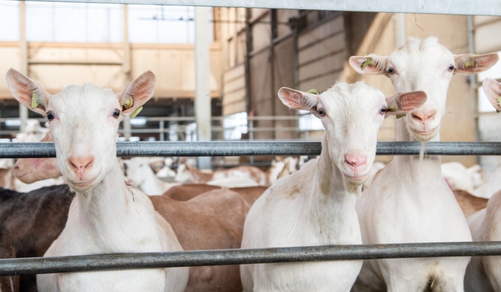deherkauwerspraktijk-melkgeiten-home